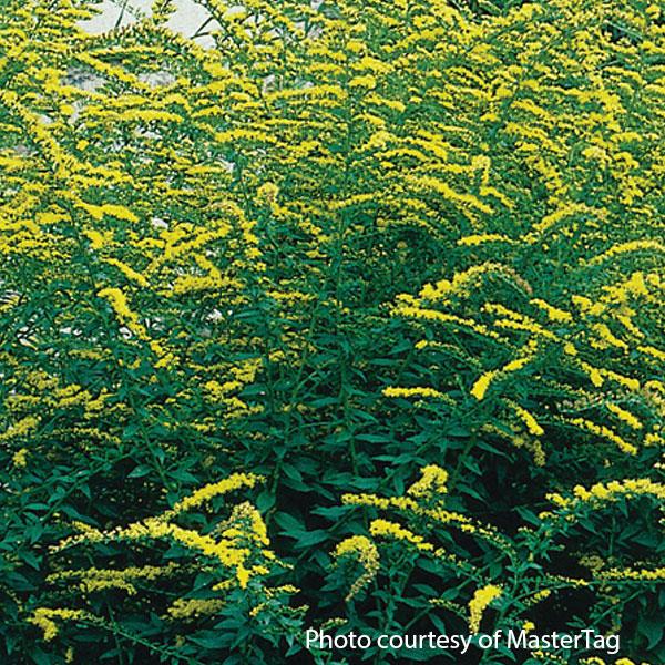 solidago-rugosa-fireworks