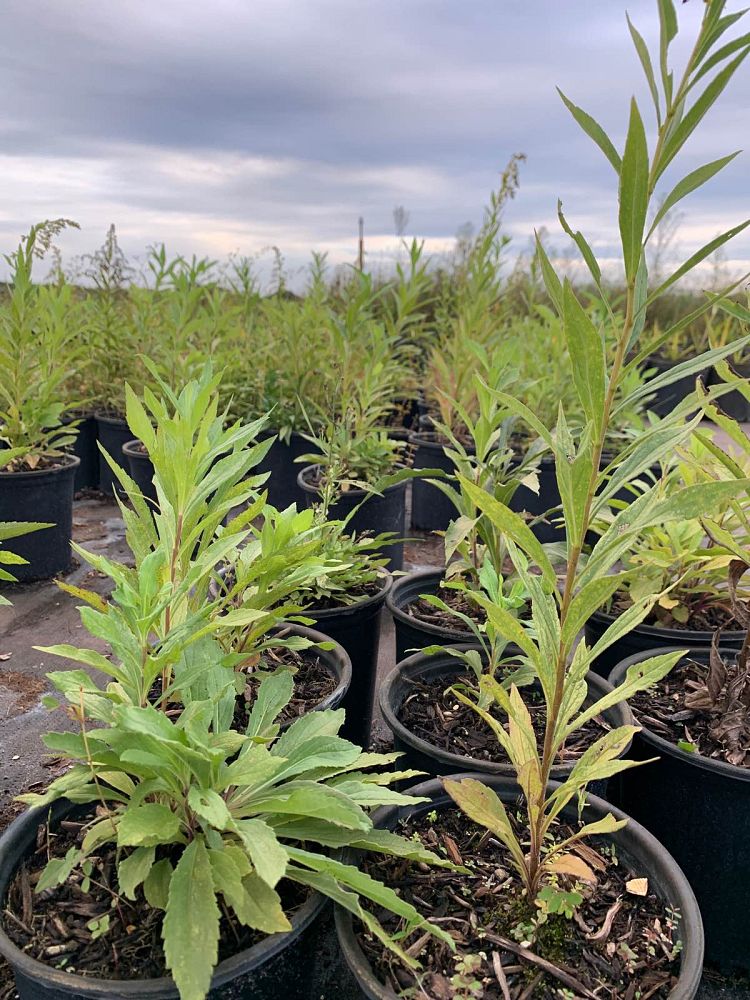 solidago-sempervirens-seaside-goldenrod