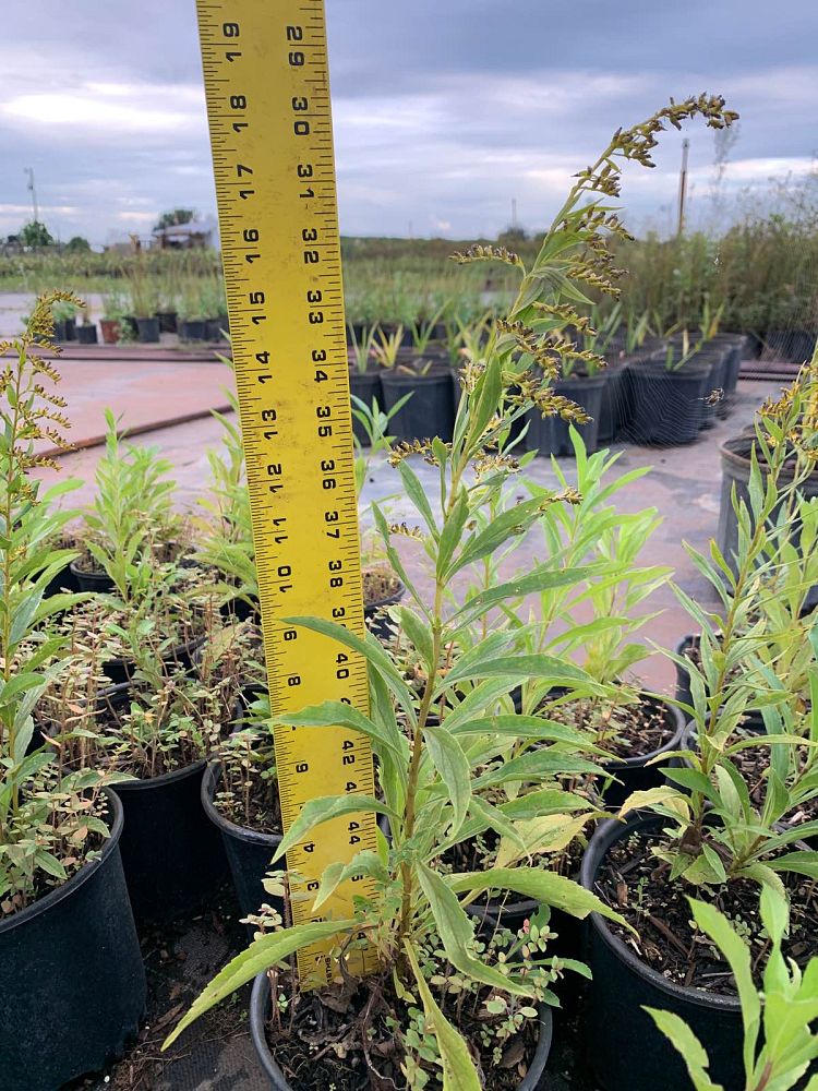 solidago-sempervirens-seaside-goldenrod
