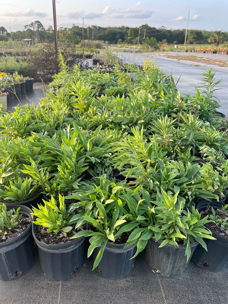 solidago-sempervirens-seaside-goldenrod