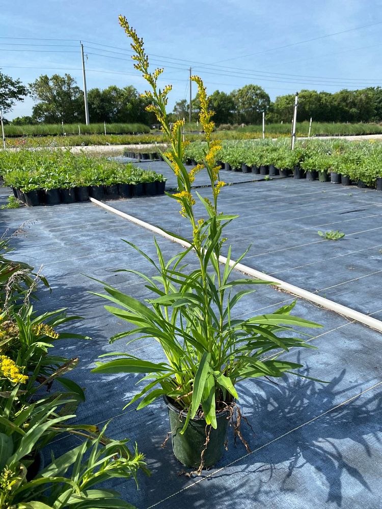 solidago-sempervirens-seaside-goldenrod