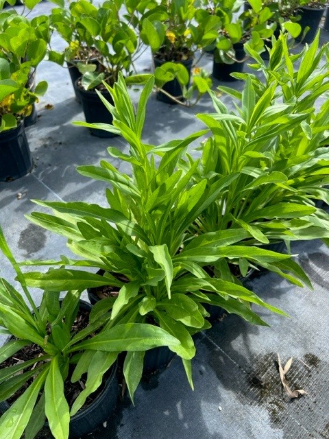 solidago-sempervirens-seaside-goldenrod