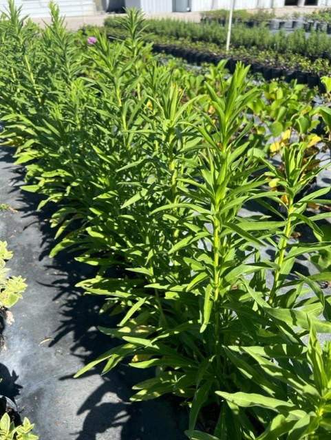 solidago-sempervirens-seaside-goldenrod