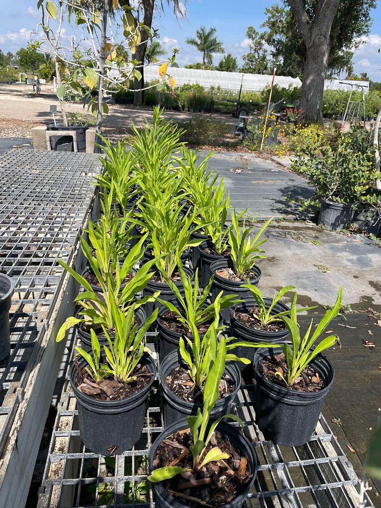 solidago-sempervirens-seaside-goldenrod