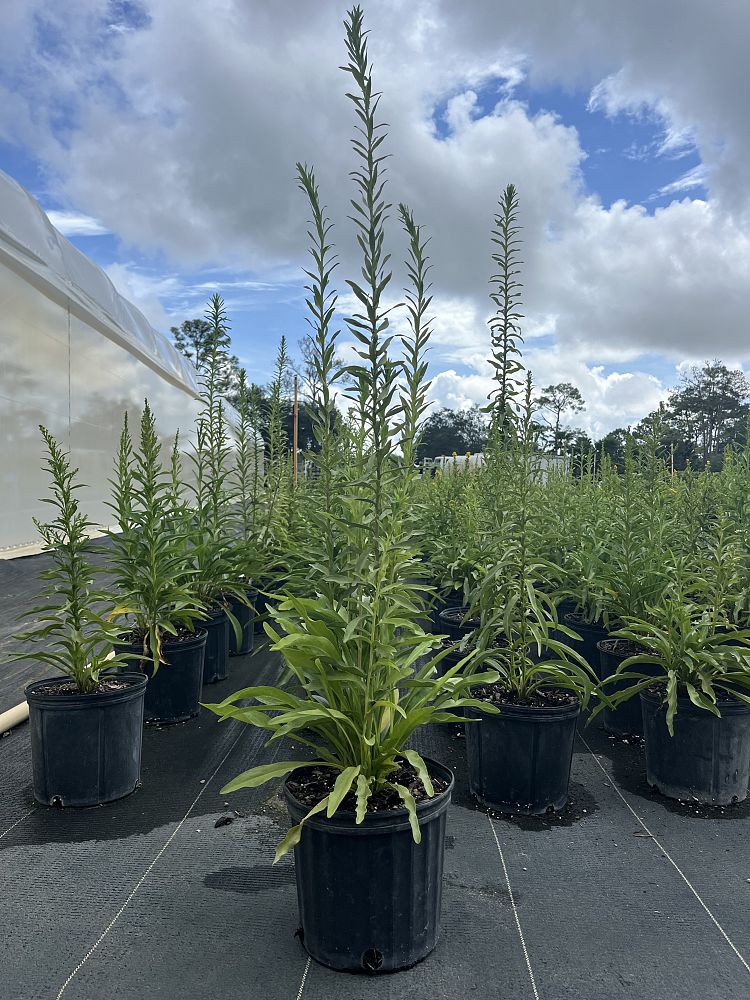 solidago-sempervirens-seaside-goldenrod