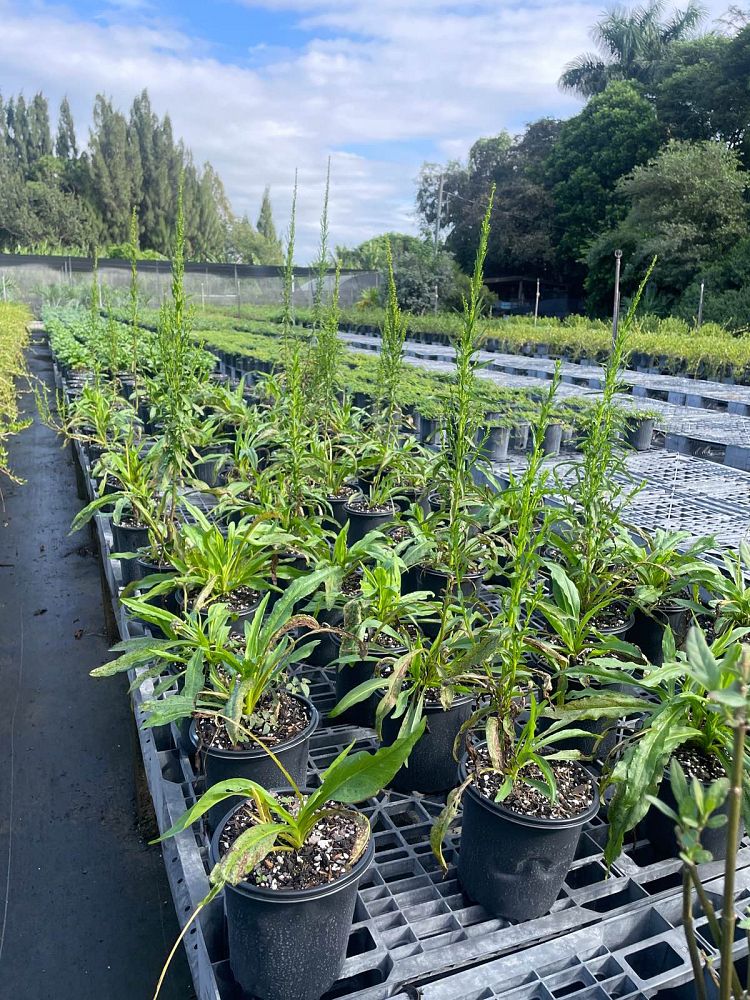 solidago-sempervirens-seaside-goldenrod