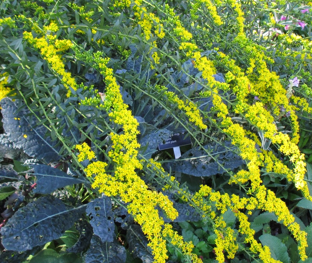 solidago-shortii-solar-cascade-short-s-goldenrod-solar-cascade