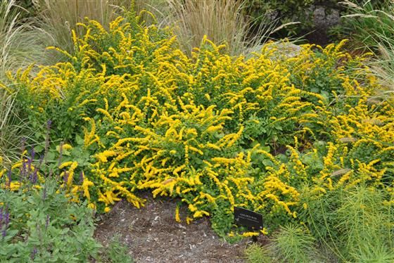 solidago-sphacelata-golden-fleece