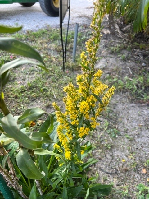 solidago-stricta