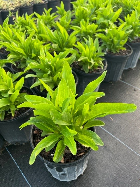 solidago-stricta