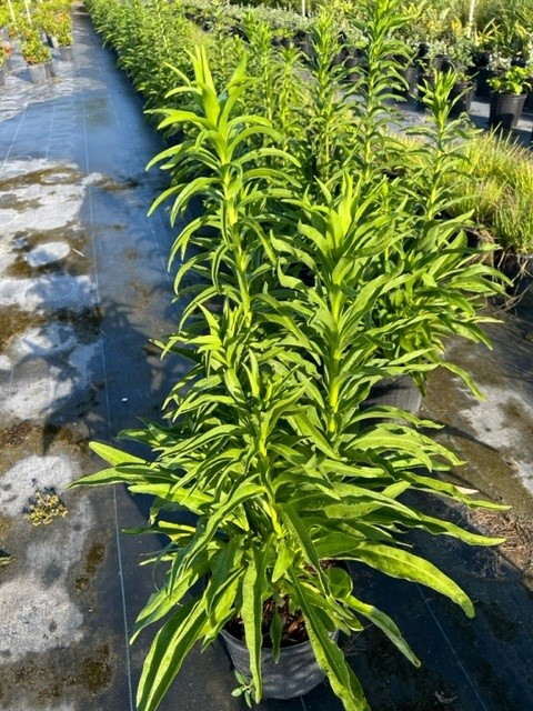 solidago-stricta