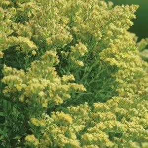 solidago-sweety-goldenrod