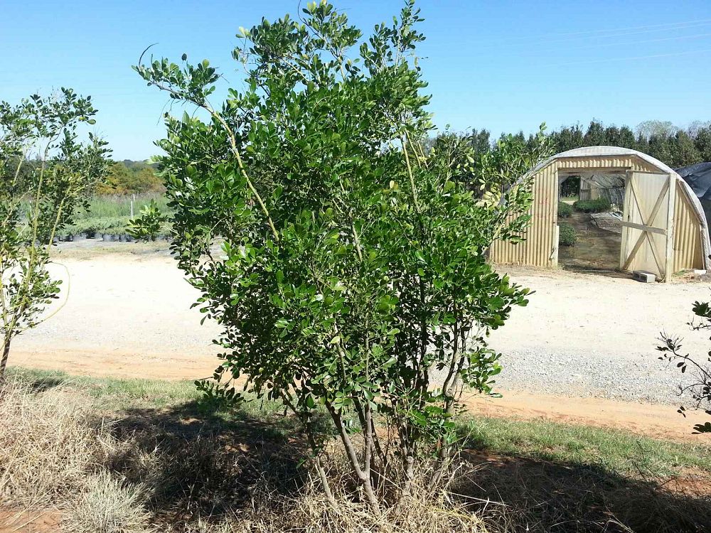 sophora-secundiflora-mescal-bean-texas-mountain-laurel-calia-secundiflora
