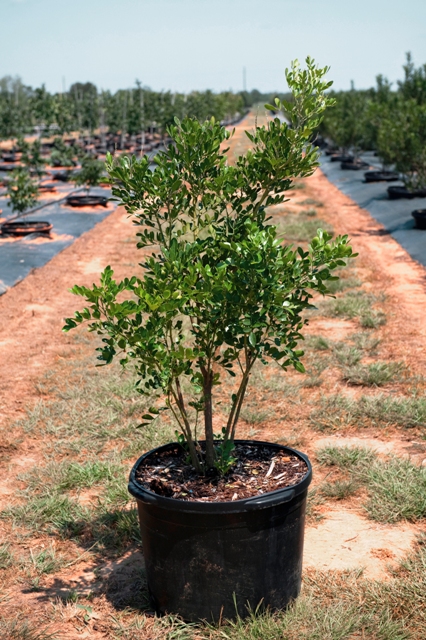 sophora-secundiflora-mescal-bean-texas-mountain-laurel-calia-secundiflora