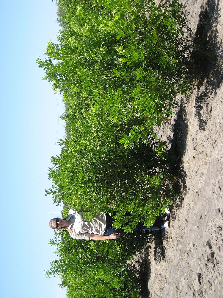 sophora-secundiflora-mescal-bean-texas-mountain-laurel-calia-secundiflora
