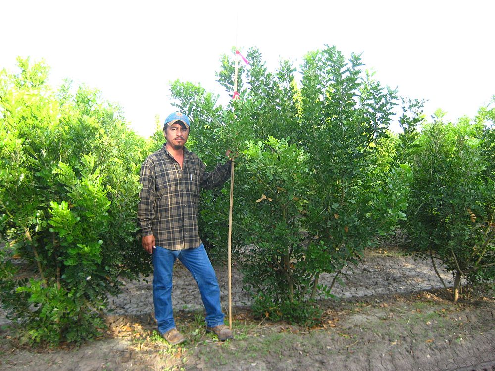 sophora-secundiflora-mescal-bean-texas-mountain-laurel-calia-secundiflora