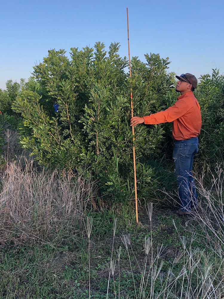 sophora-secundiflora-mescal-bean-texas-mountain-laurel-calia-secundiflora