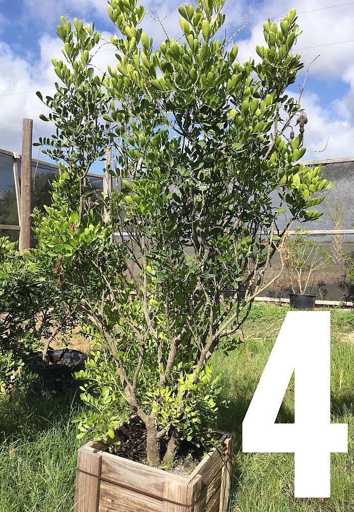 sophora-secundiflora-mescal-bean-texas-mountain-laurel-calia-secundiflora