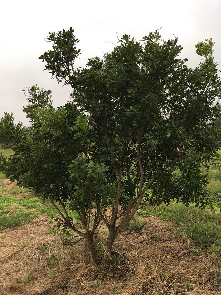 sophora-secundiflora-mescal-bean-texas-mountain-laurel-calia-secundiflora