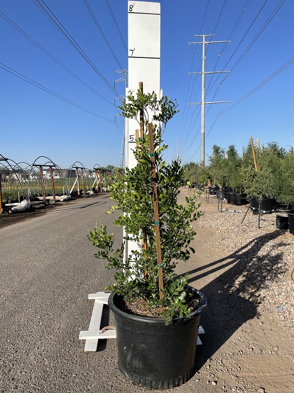 sophora-secundiflora-mescal-bean-texas-mountain-laurel-calia-secundiflora