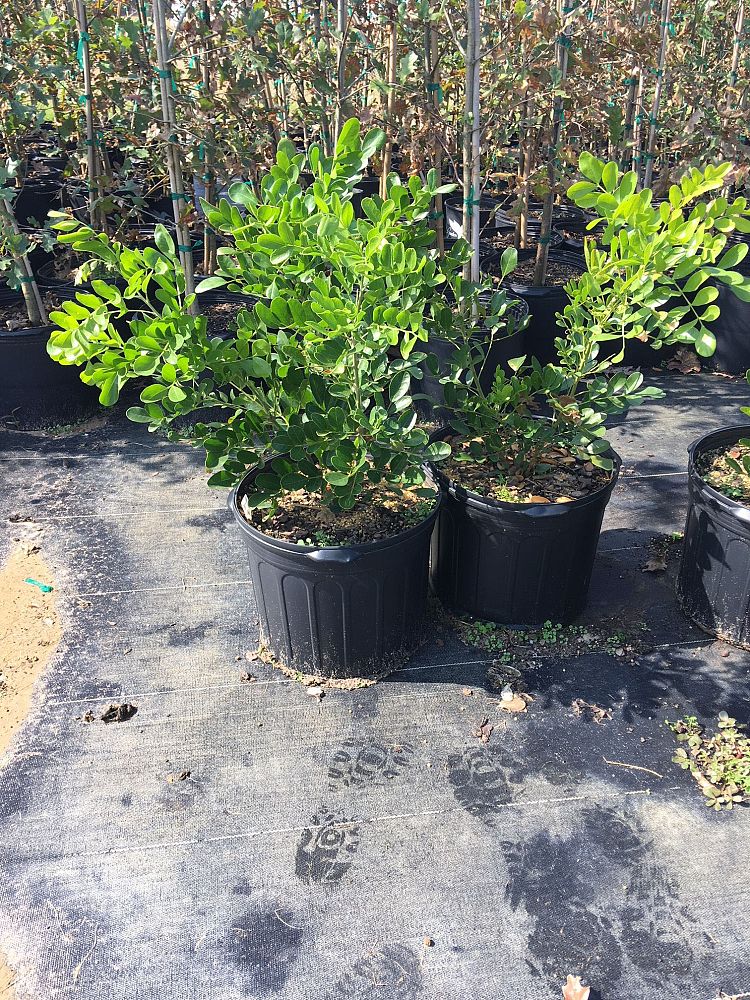sophora-secundiflora-mescal-bean-texas-mountain-laurel-calia-secundiflora