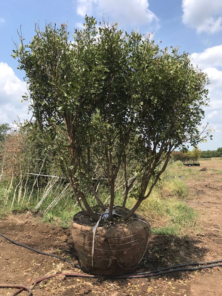 sophora-secundiflora-mescal-bean-texas-mountain-laurel-calia-secundiflora