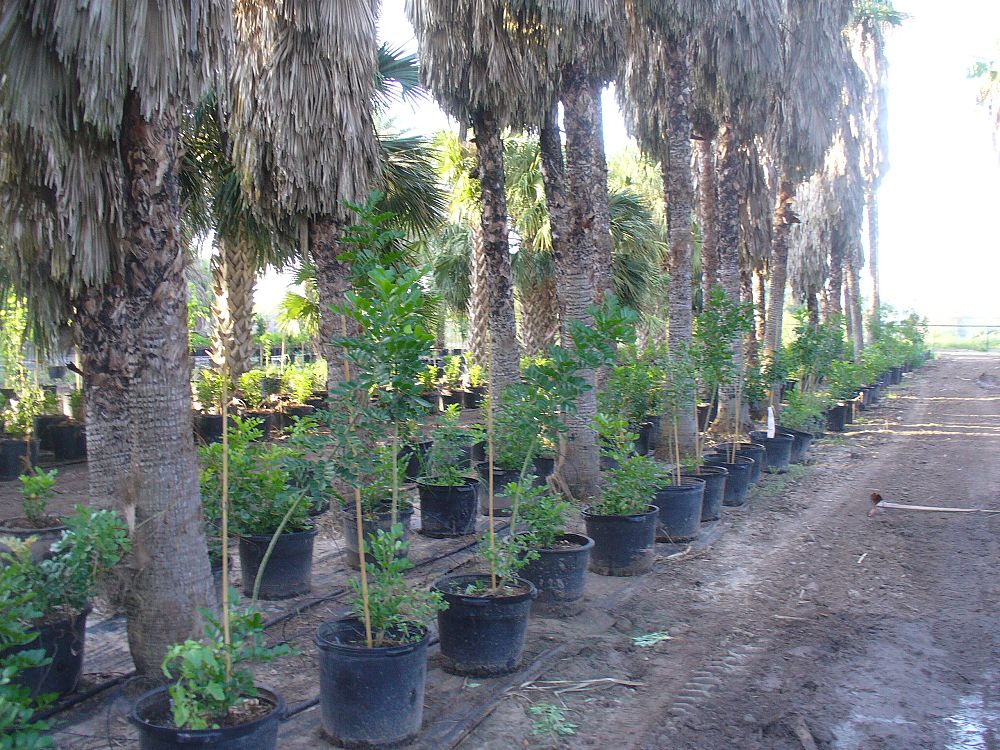 sophora-secundiflora-mescal-bean-texas-mountain-laurel-calia-secundiflora