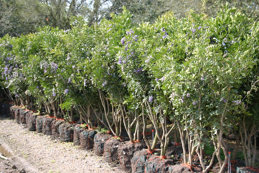 sophora-secundiflora-mescal-bean-texas-mountain-laurel-calia-secundiflora