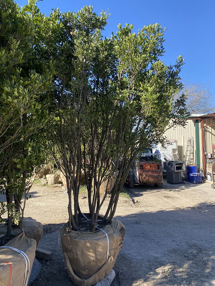 sophora-secundiflora-mescal-bean-texas-mountain-laurel-calia-secundiflora