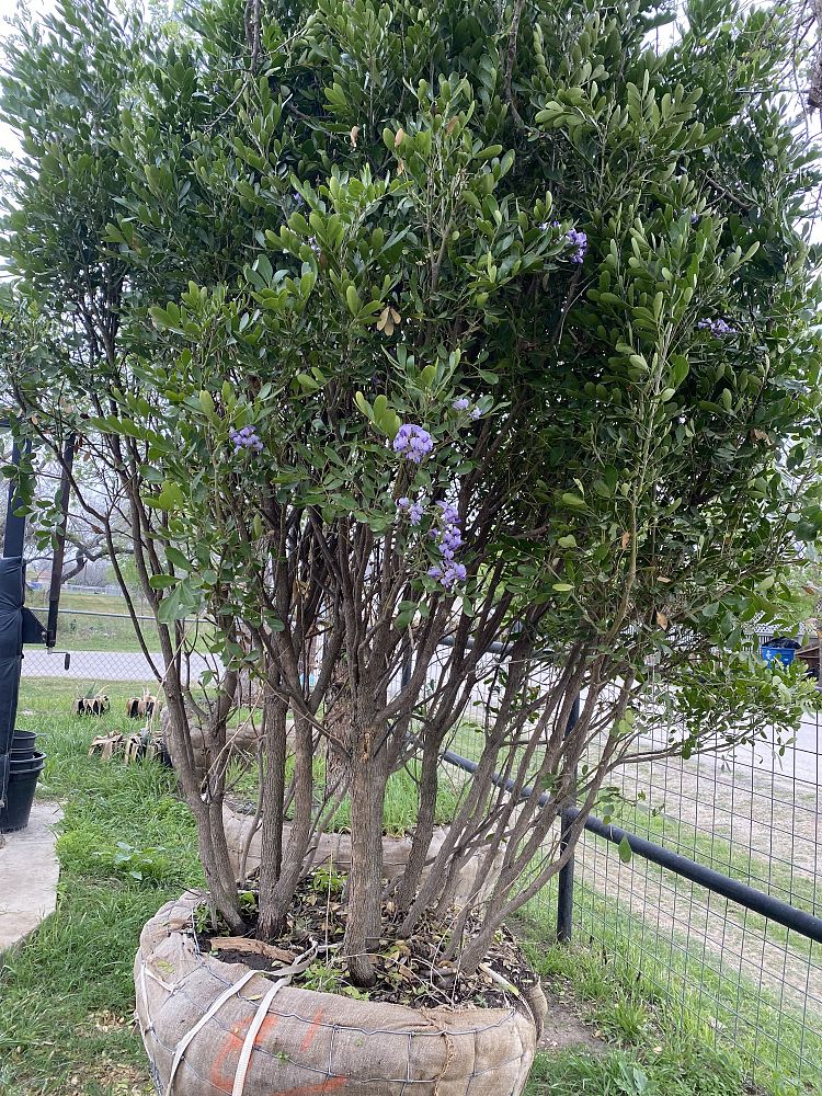 sophora-secundiflora-mescal-bean-texas-mountain-laurel-calia-secundiflora