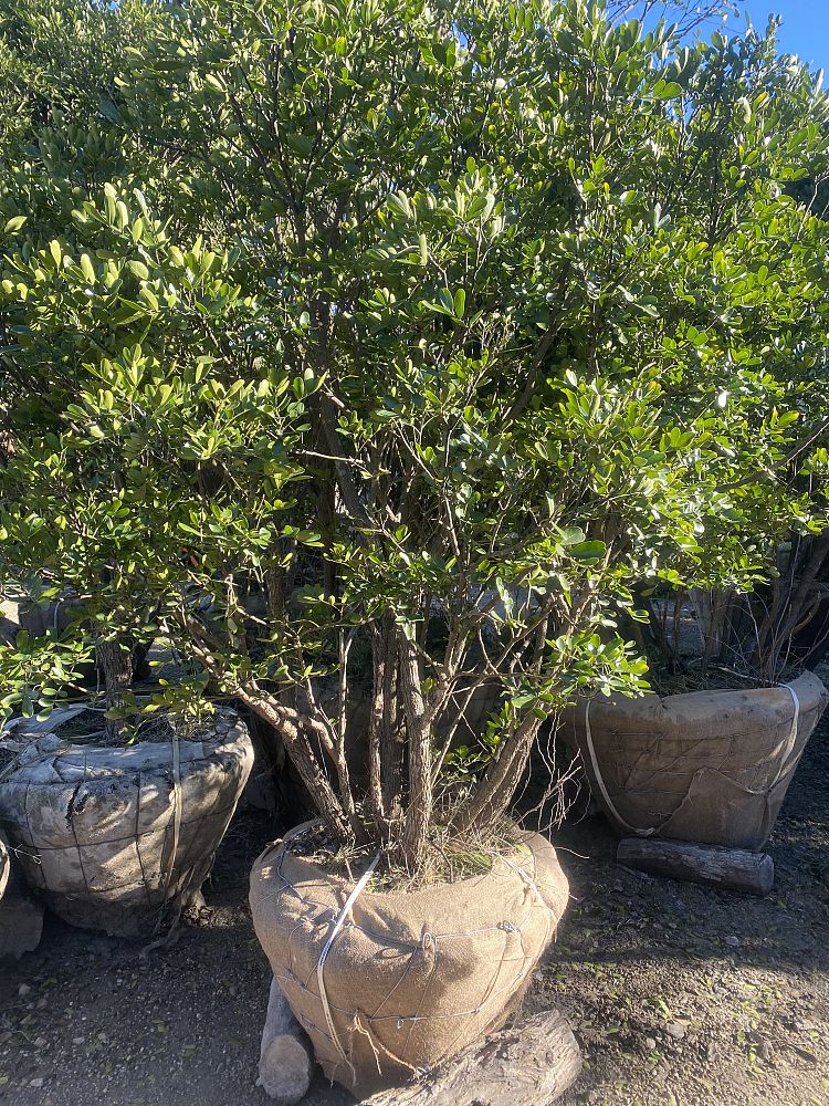 sophora-secundiflora-mescal-bean-texas-mountain-laurel-calia-secundiflora