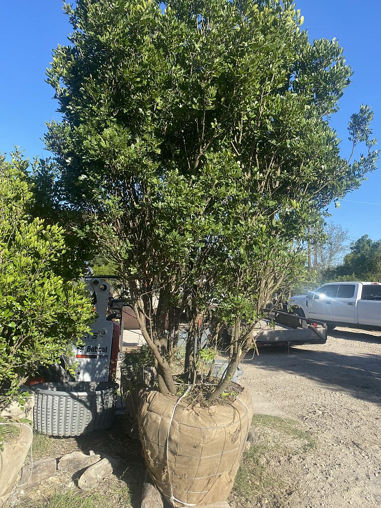 sophora-secundiflora-mescal-bean-texas-mountain-laurel-calia-secundiflora