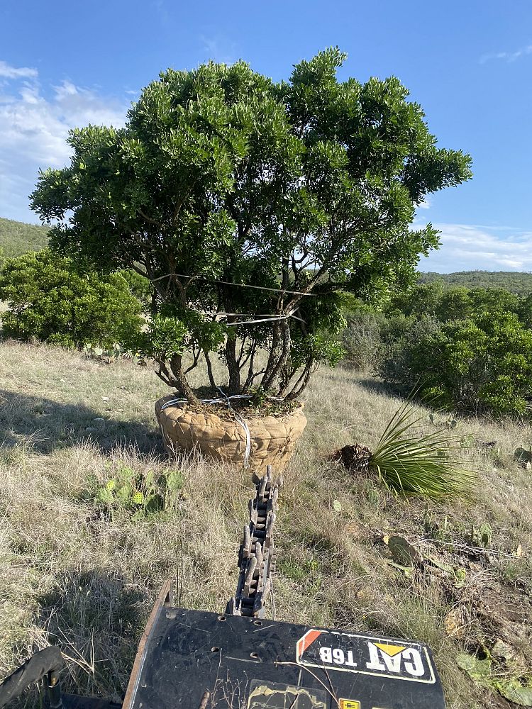 sophora-secundiflora-mescal-bean-texas-mountain-laurel-calia-secundiflora