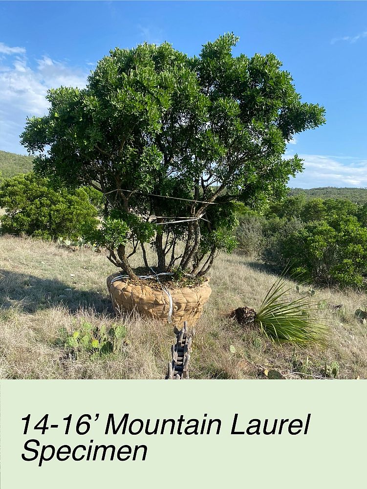 sophora-secundiflora-mescal-bean-texas-mountain-laurel-calia-secundiflora