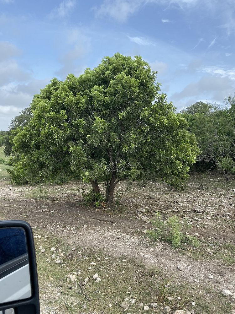 sophora-secundiflora-mescal-bean-texas-mountain-laurel-calia-secundiflora