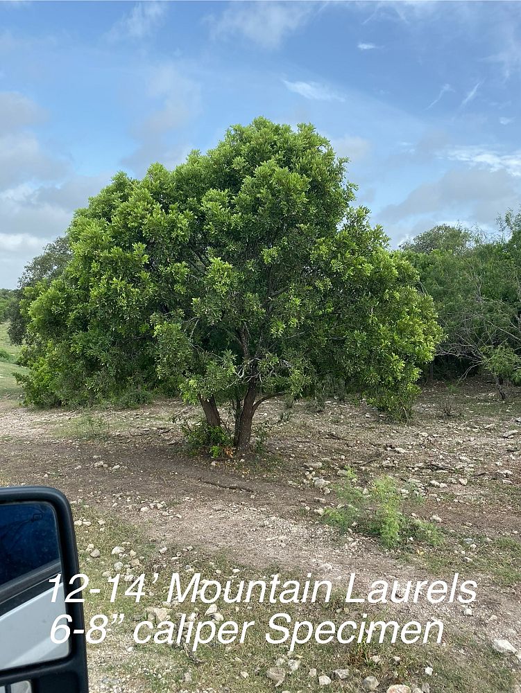 sophora-secundiflora-mescal-bean-texas-mountain-laurel-calia-secundiflora