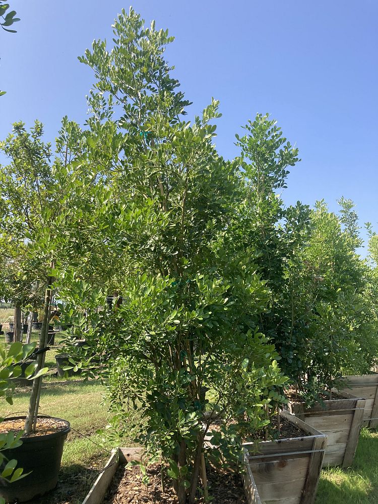 sophora-secundiflora-mescal-bean-texas-mountain-laurel-calia-secundiflora