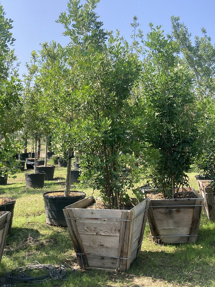 sophora-secundiflora-mescal-bean-texas-mountain-laurel-calia-secundiflora