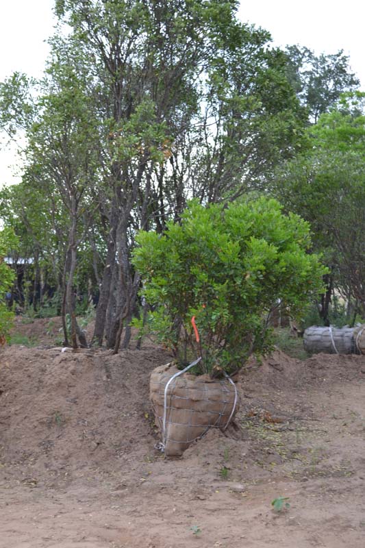 sophora-secundiflora-mescal-bean-texas-mountain-laurel-calia-secundiflora