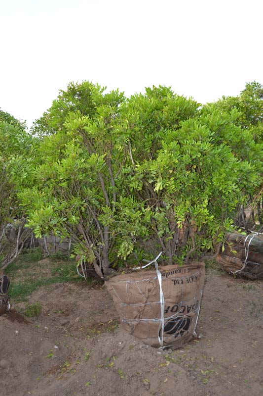 sophora-secundiflora-mescal-bean-texas-mountain-laurel-calia-secundiflora