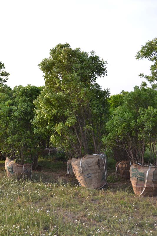 sophora-secundiflora-mescal-bean-texas-mountain-laurel-calia-secundiflora