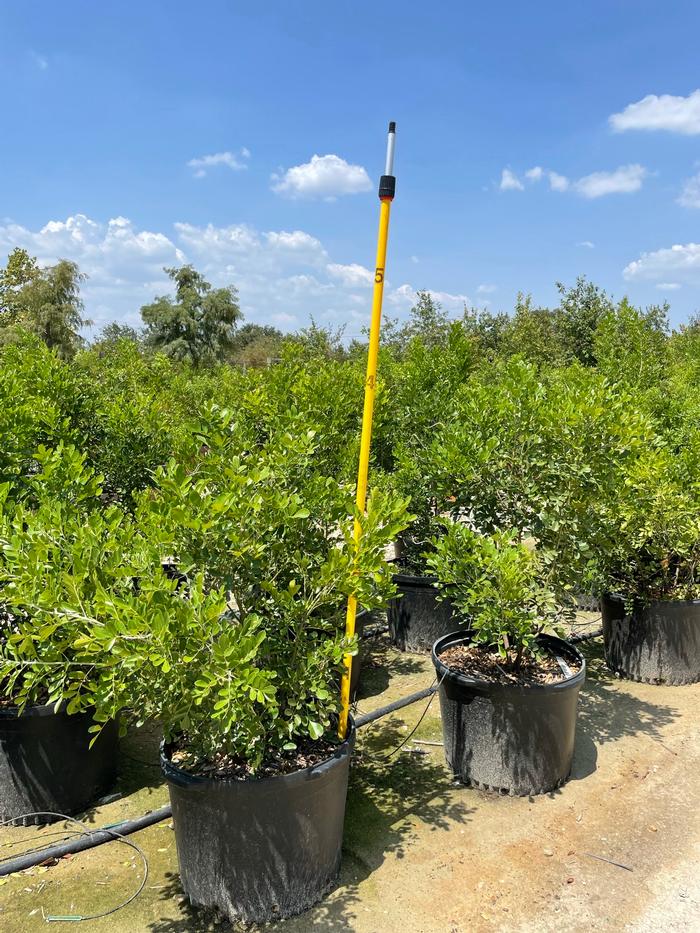 sophora-secundiflora-mescal-bean-texas-mountain-laurel-calia-secundiflora