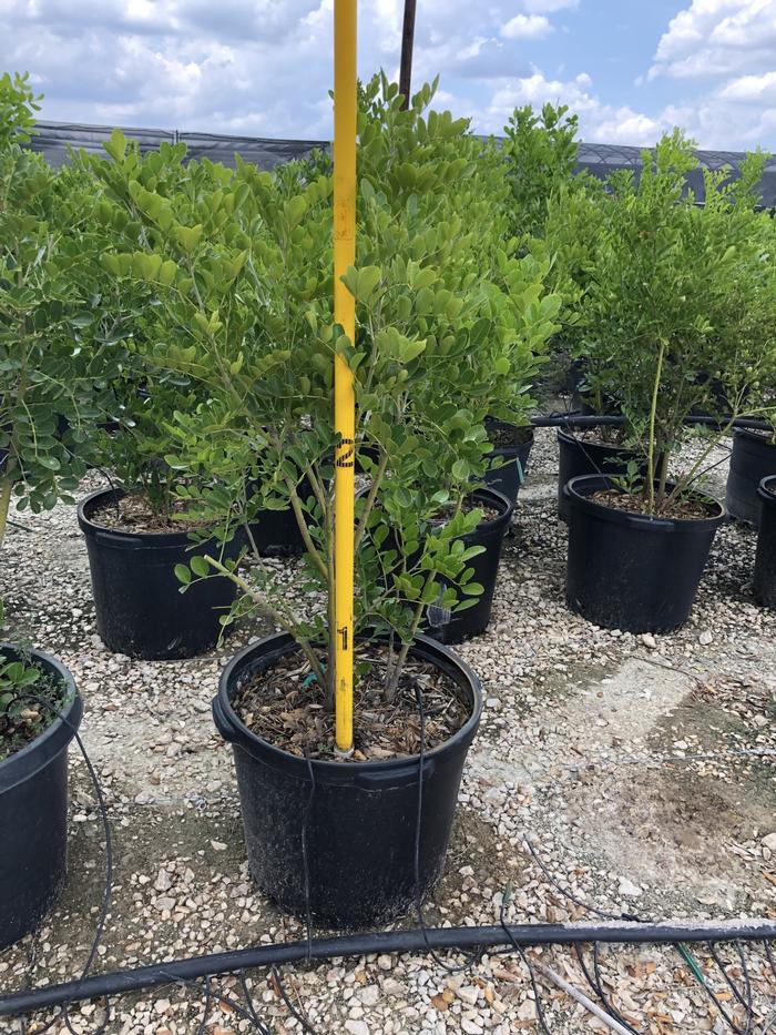 sophora-secundiflora-mescal-bean-texas-mountain-laurel-calia-secundiflora
