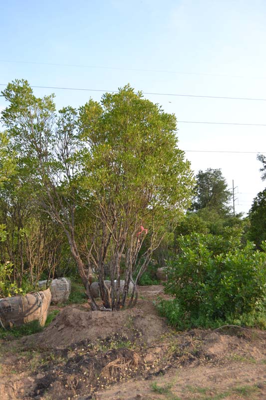 sophora-secundiflora-mescal-bean-texas-mountain-laurel-calia-secundiflora