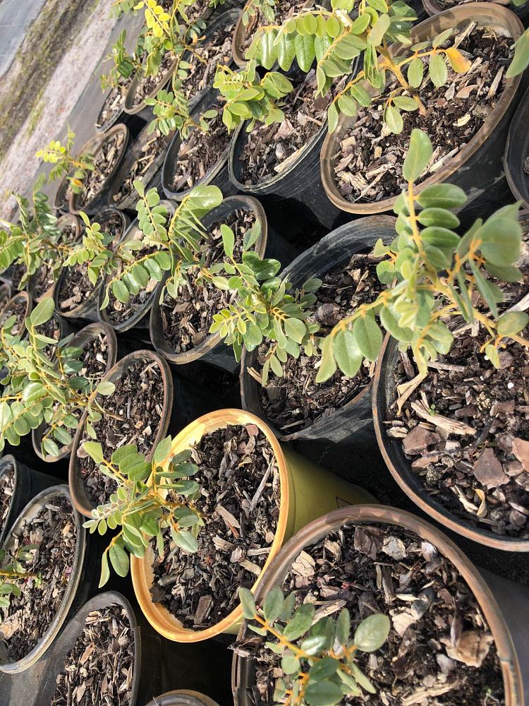 Natives of Corkscrew Nursery  plantANT.com