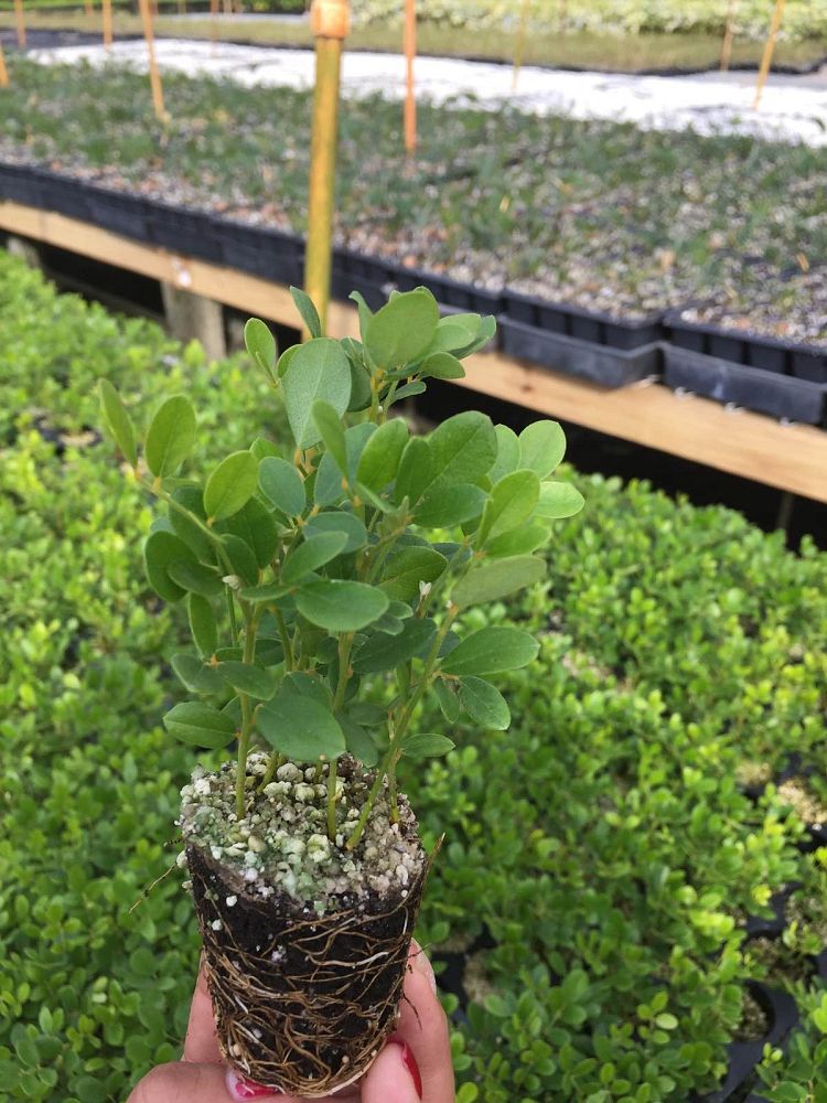 sophora-tomentosa-necklace-pod