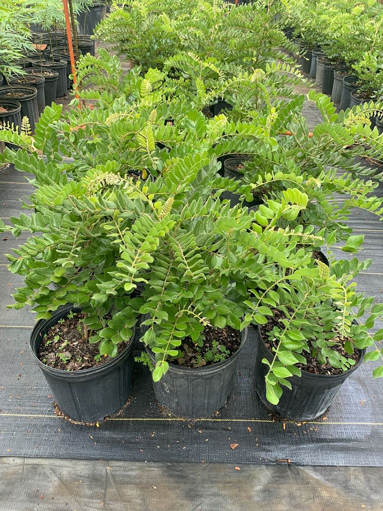 sophora-tomentosa-necklace-pod