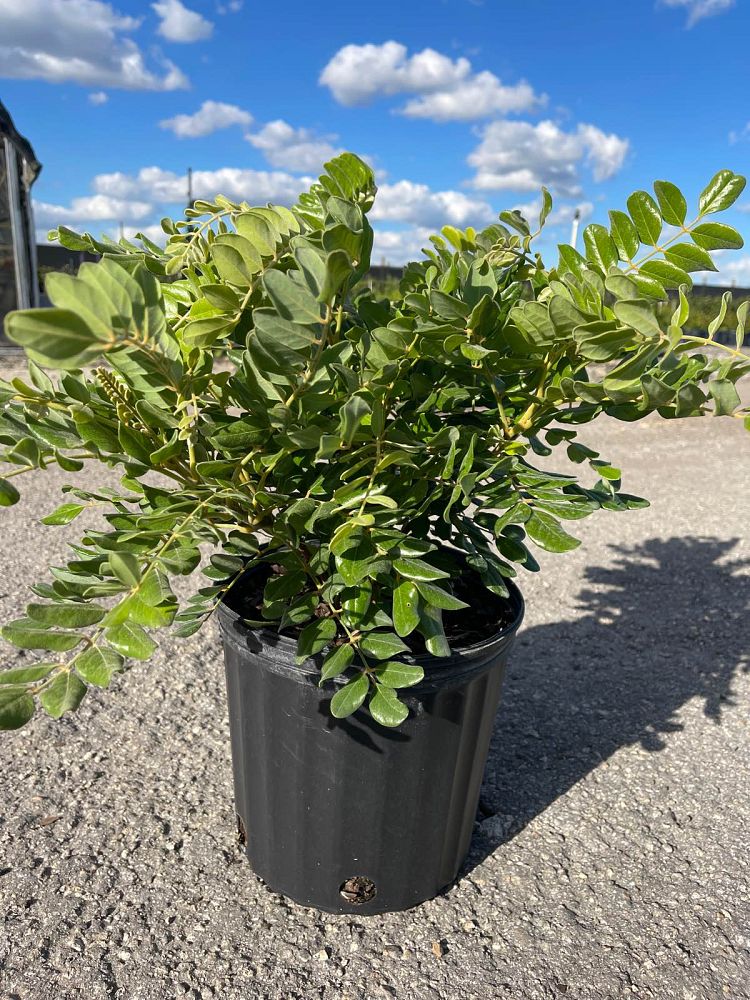 sophora-tomentosa-necklace-pod
