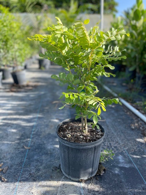 sophora-tomentosa-necklace-pod