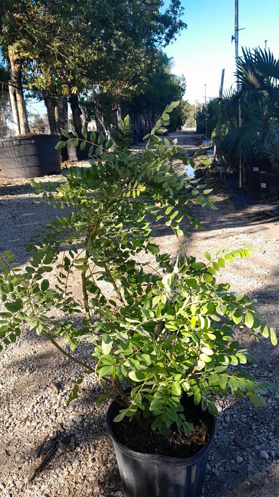 sophora-tomentosa-necklace-pod